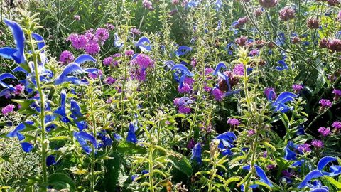 Salvia patens ‘Blue Angel’. ©G.Cloître